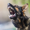 Chicago Dog Bites Attorney Image