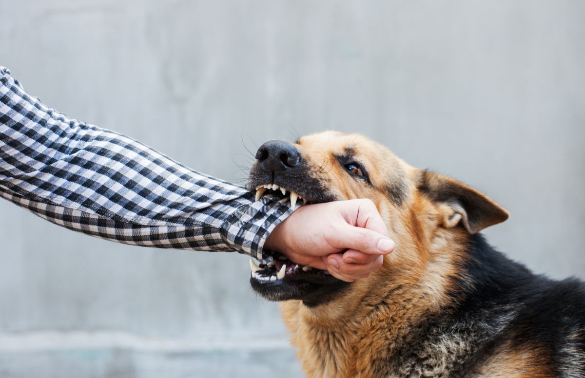 Qué hacer para presentar una demanda por ataque de perro en Illinois